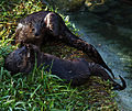 African Spot-necked Otter (4257217178).jpg