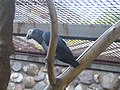 Աֆրիկյան մոխրագույն թութակը Մոսկվայի կենդանաբանական այգում