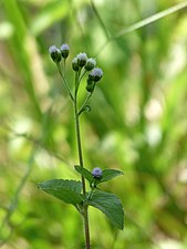 Billy goat weed (Ageratum conyzoides)