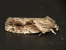 Agriophara confertella (12210131244).jpg