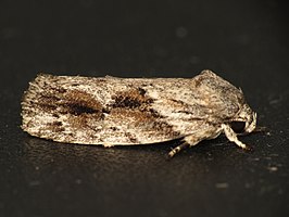 Agriophara confertella