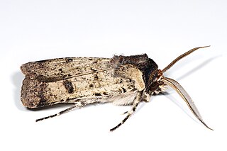 <i>Agrotis porphyricollis</i> Species of moth