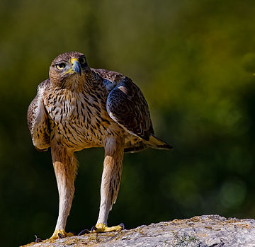 Aquila fasciata