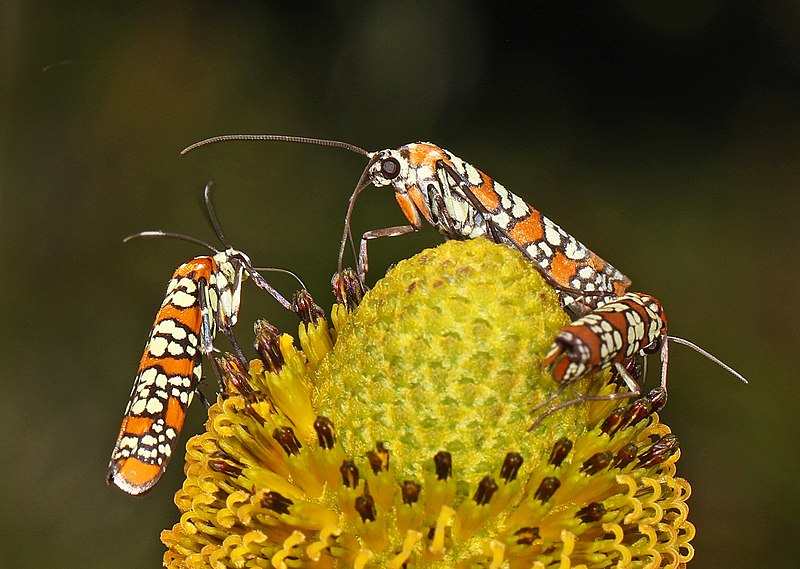 File:Ailanthus Webworm - Atteva aurea, Glendening Nature Preserve, Lothian, Maryland, August 18, 2020 (51070173993).jpg