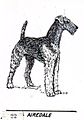 Airedale (PSF).jpg