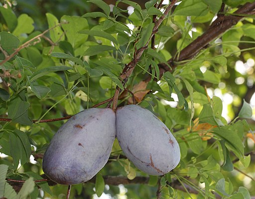 Akebia quinata fruits 0s6