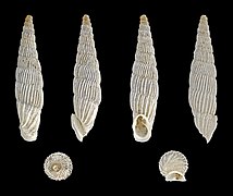 Albinaria lerosiensis, Shell