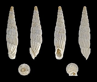 <i>Albinaria lerosiensis</i> Species of gastropod