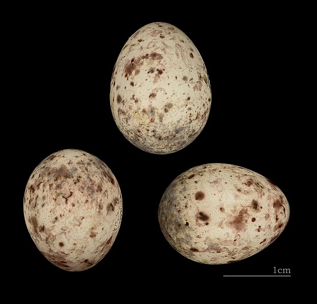 File:Alcippe nipalensis MHNT 226 Himalaya 5 mai 1898 HdB.jpg