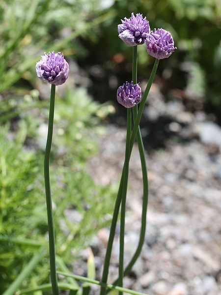 File:Allium schoenoprasum var. orientale (bud).JPG