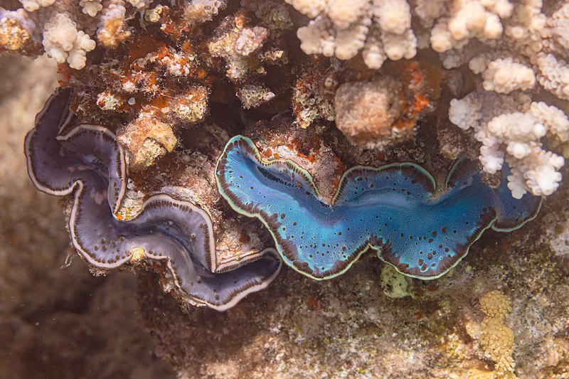 File:Almejas gigantes (Tridacna maxima), parque nacional Ras Muhammad, Egipto, 2022-03-30, DD 23.jpg