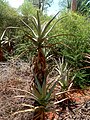 Aloe divaricata, Mangily