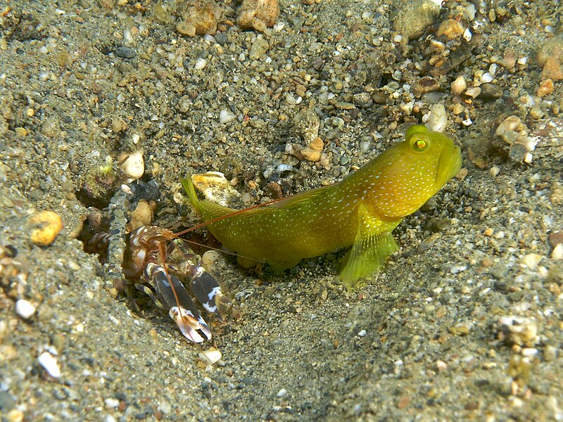 Alpheus djiboutensis (Snapping shrimp) with partner Cryptocentrus cinctus (Yellow shrimp goby).jpg