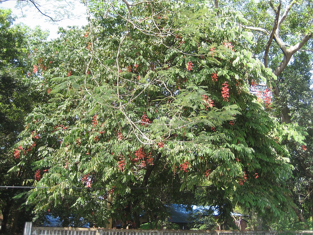 Amherstia nobilis