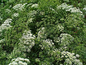 Ammi majus 001.JPG