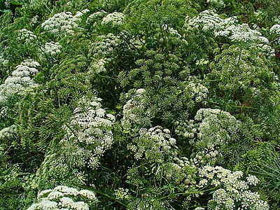 Ammi majus Habitus