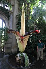 Amorphophallus titanum — найбільший з початків