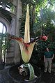 Amorphophallus titanum en Wilhelma