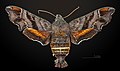 * Nomination Nessus Sphinx - Dorsal side - Female. By User:Archaeodontosaurus --Olivier LPB 07:58, 21 June 2018 (UTC) * Promotion Good quality. --GT1976 08:34, 21 June 2018 (UTC)