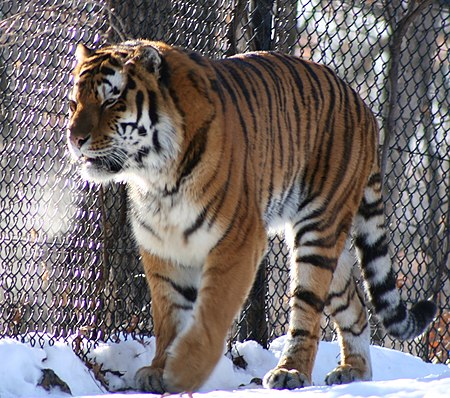 Tập_tin:Amur_(siberian)_tiger_prowling.jpg