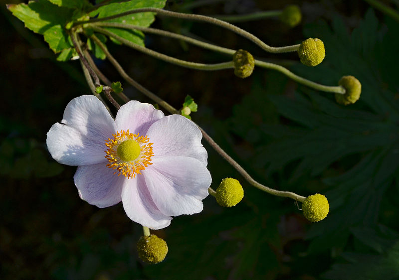 File:Anémone Japon&fruits 2014.jpg