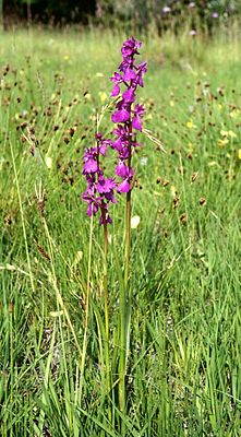 Marsh orchid (Anacamptis palustris)