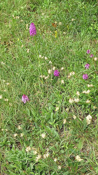 File:Anacamptis pyramidalis 59.jpg