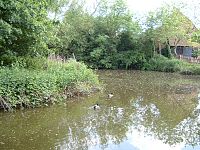 The ancient duckpond at Manor Farm. AncientDuckpondManorFarm.jpg