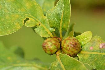 Andricus foecundatrix on Quercus sp.