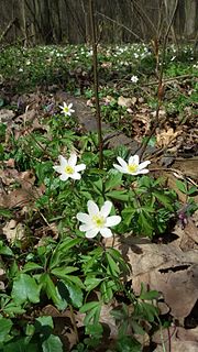 Miniatuur voor Bestand:Anemone nemorosa, Natolin Forest Nature reserve.jpg