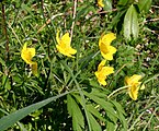 Anémone ranunculoides ENBLA08.jpg