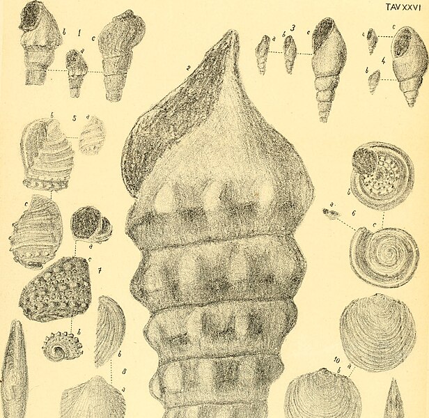 File:Annales de géologie et de paléontologie (1896) (18015367399).jpg