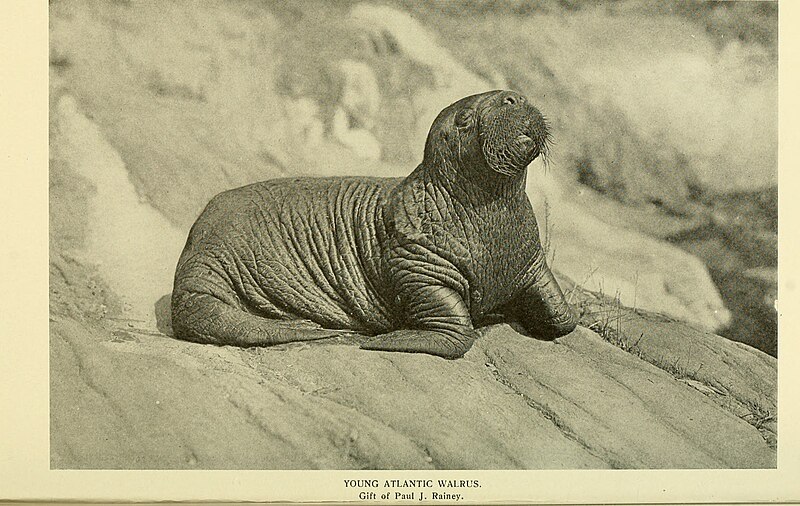 File:Annual report - New York Zoological Society (1910) (18431275405).jpg