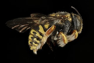 <i>Anthidiellum ehrhorni</i> Species of bee