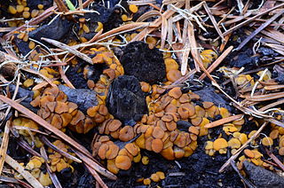 <i>Anthracobia melaloma</i> Species of fungus