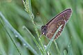 * Nomination Ringlet, Loire. --MirandaAdramin 09:24, 3 July 2017 (UTC) * Promotion Good quality. PumpkinSky 10:29, 3 July 2017 (UTC)