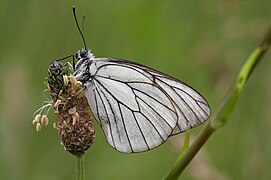 Aporia crataegi