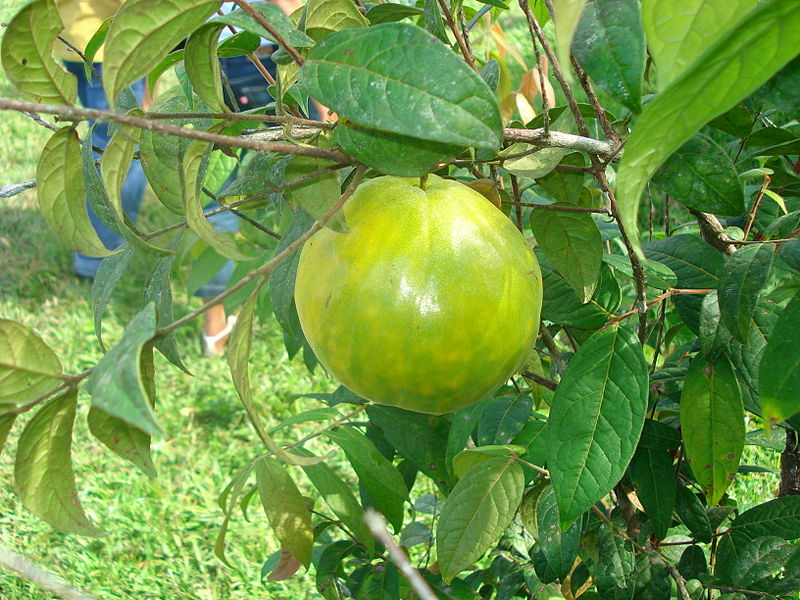 Rebenta boi ( solanum capsicoides), Planta da família das S…