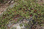 Arctostaphylos nevadensis üçün miniatür