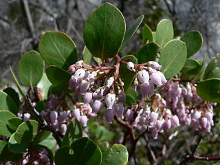 <i>Arctostaphylos patula</i> Species of flowering plant