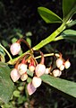 flower buds