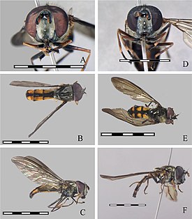 Argentinomyia andina