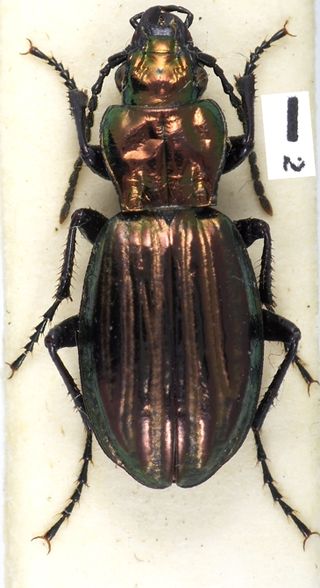 <i>Aristochroa</i> Genus of beetles