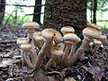 Miniatura para Armillaria