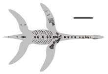 Arminisaurus schuberti silhouette with preserved bones.tif