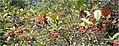 Aronia arbutifolia 0zz.jpg