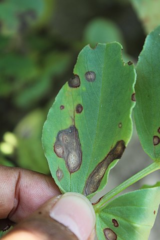 <i>Ascochyta fabae</i> Species of fungus