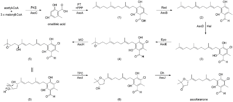File:Ascofuranone Biosynthesis.gif