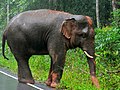 Asian Elephant (Elephas maximus) (7852943934).jpg