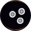 Aspergillus inflatus meaox.png